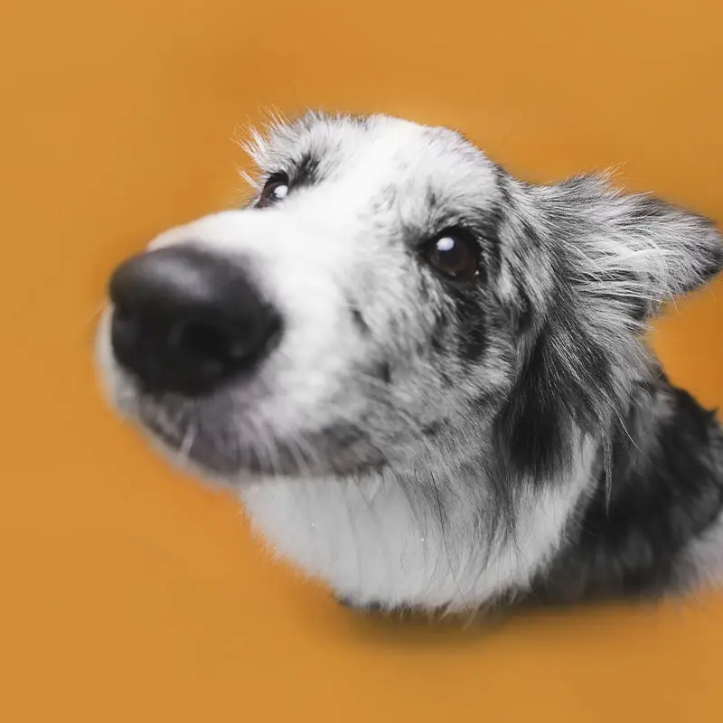 Cachorro preto e branco em fundo laranja