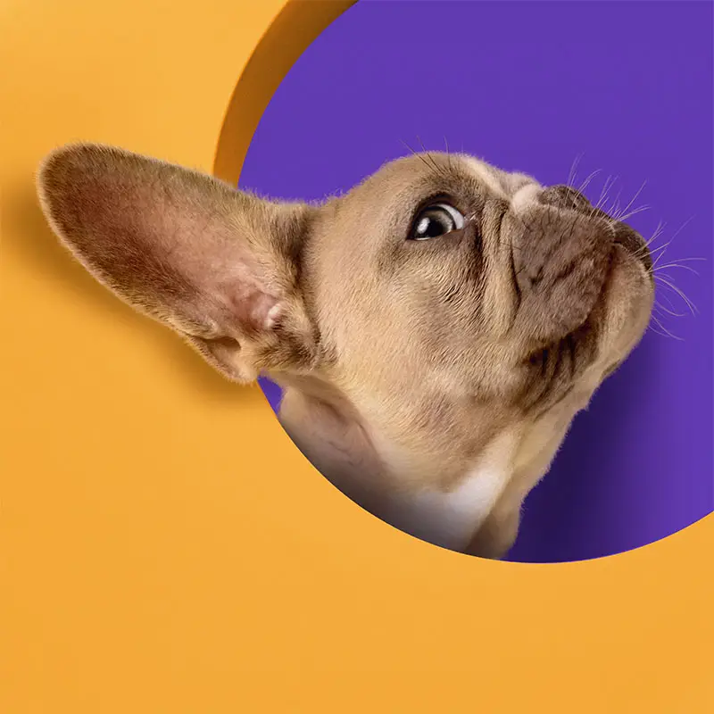 Pug em fundo laranja e roxo