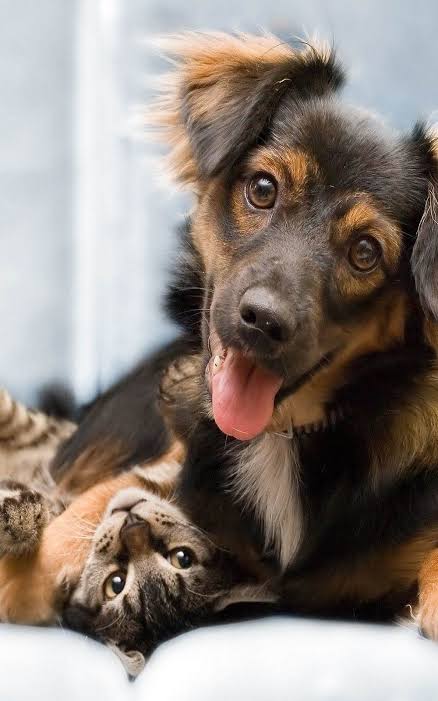 Cachorro e gato juntos