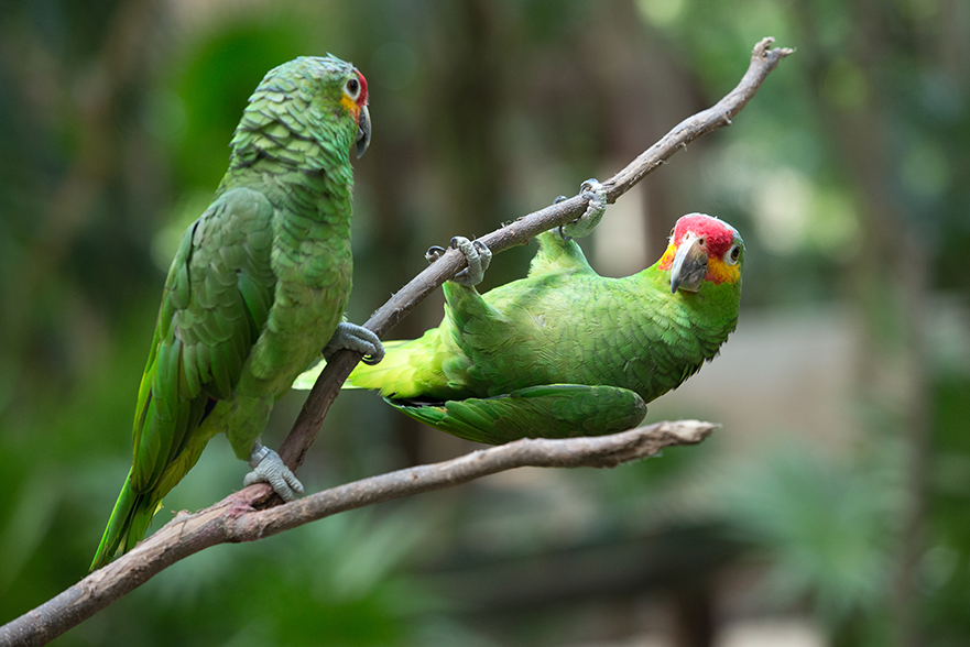 Dois papagaios verdes juntos em galhos