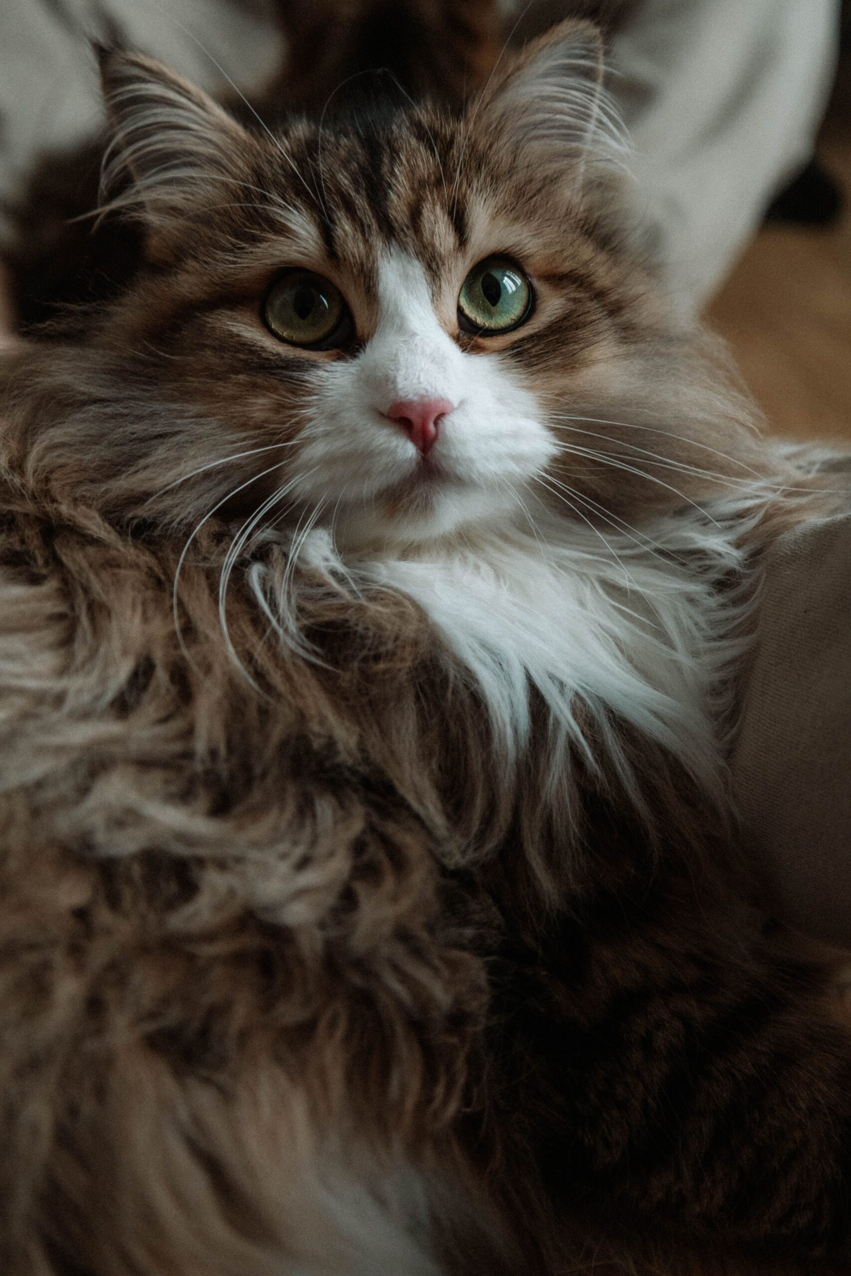 Gato de pelos longos olhando para a câmera