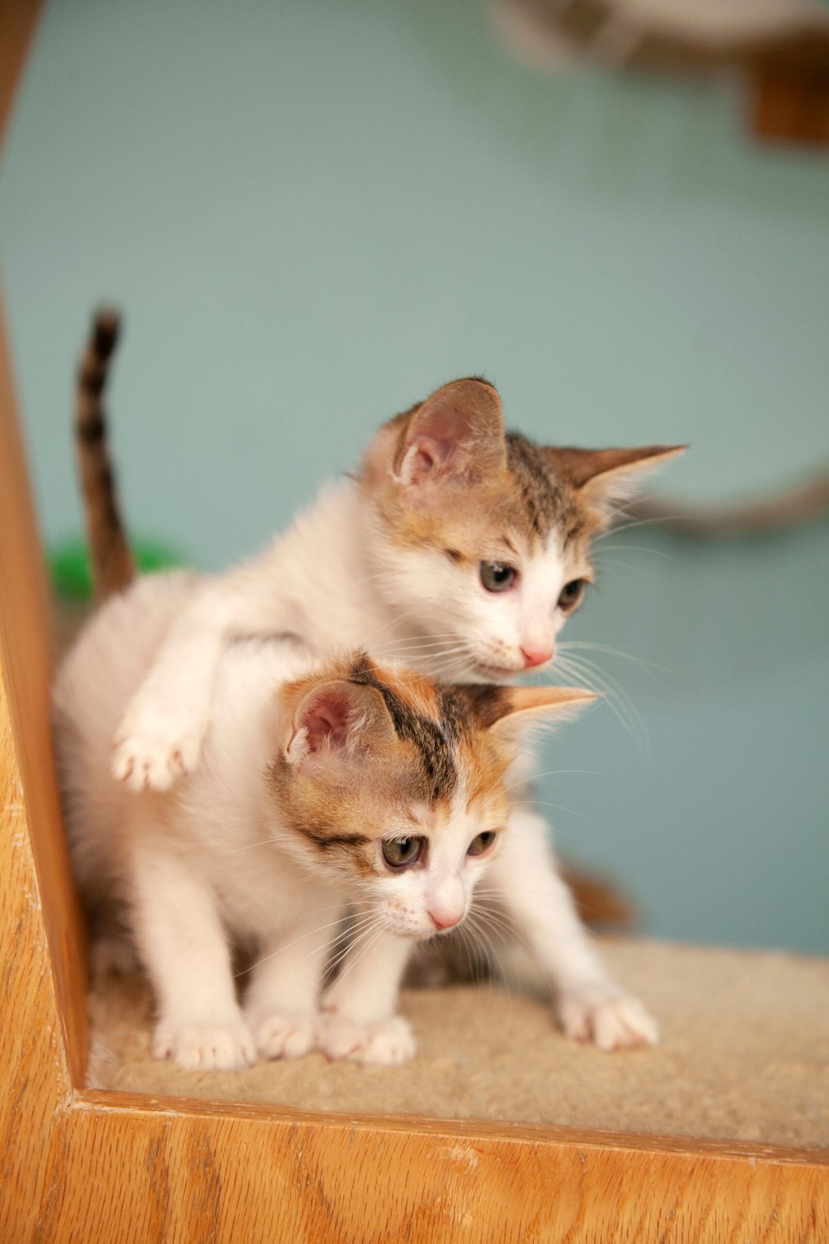 Dois filhotes de gato juntos